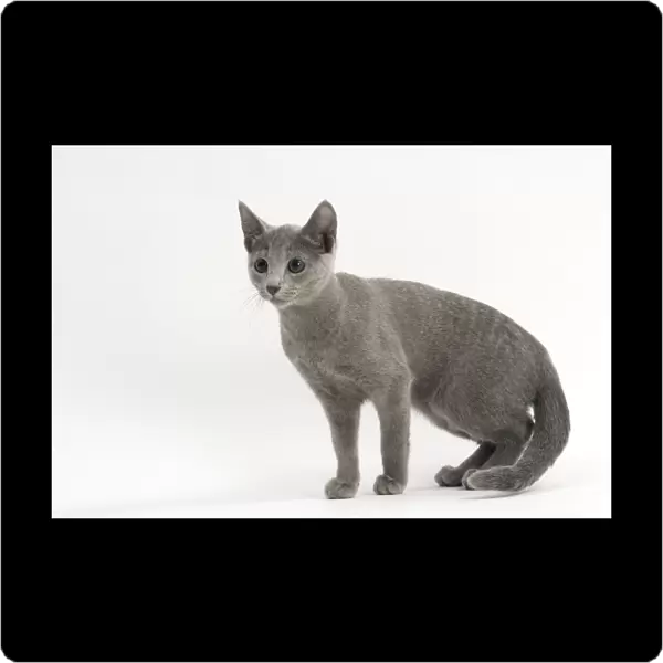 Cat - Russian Blue, Shorthaired