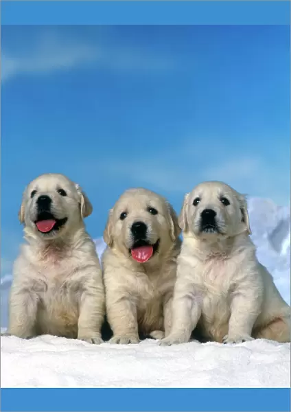 Dog - Golden Retreiver puppies