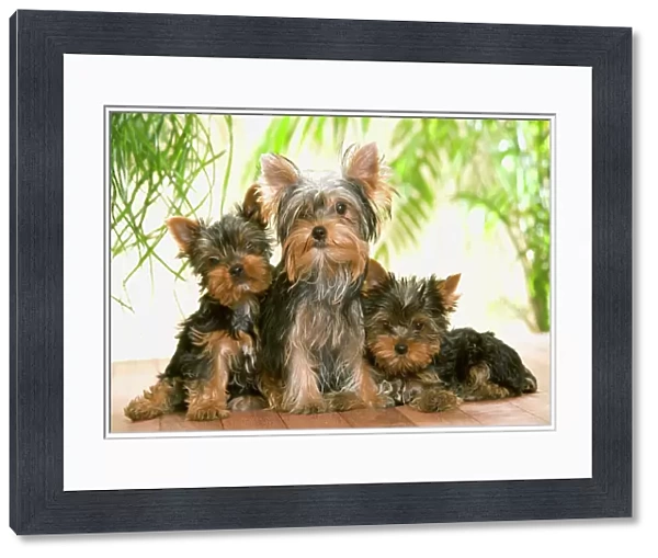 Yorkshire Terrier Dog - with puppies