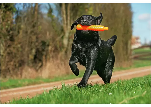 Dog - Black labrador with toy