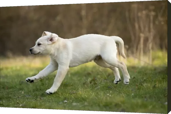 Dog - Labrador puppy running