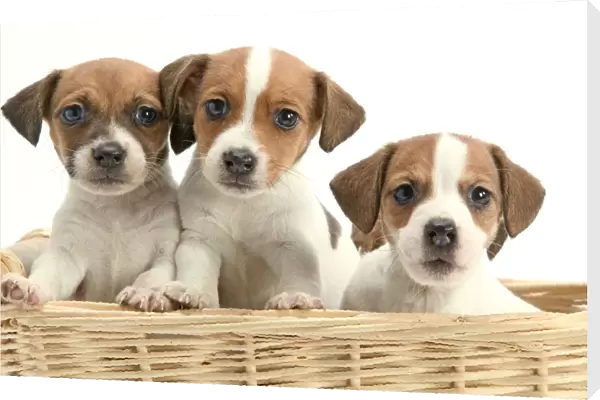 Dog - Jack Russell Terrier - three puppies in basket
