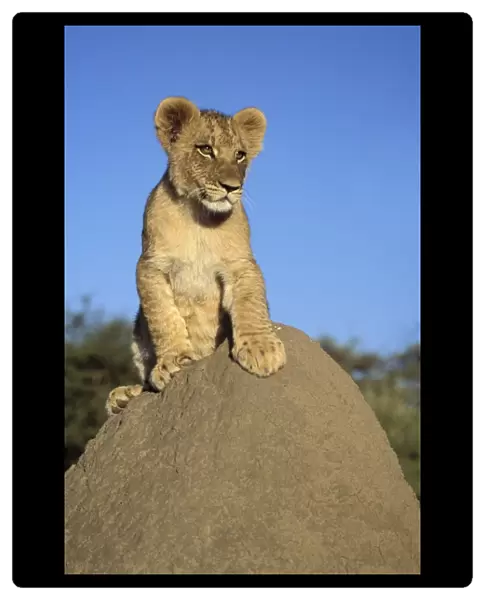 Lion Cub - on mound. Maasai Mara - Kenya - Africa