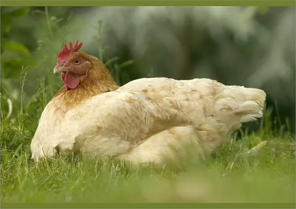 Chicken - hen brooding