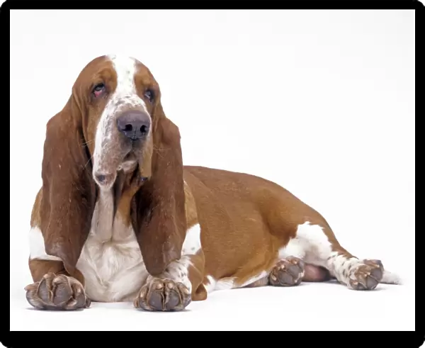 D0g - Basset hound