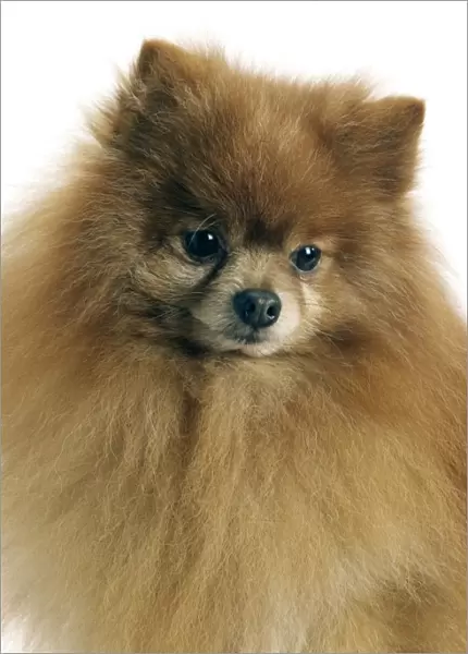 Dog - Pomeranian  /  dwarf German Spitz