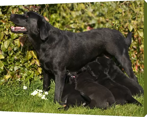 Dog - Black Labrador Retriever with puppies suckling