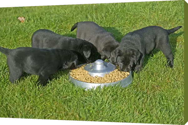 Dog - Black Labrador Retriever puppies eating