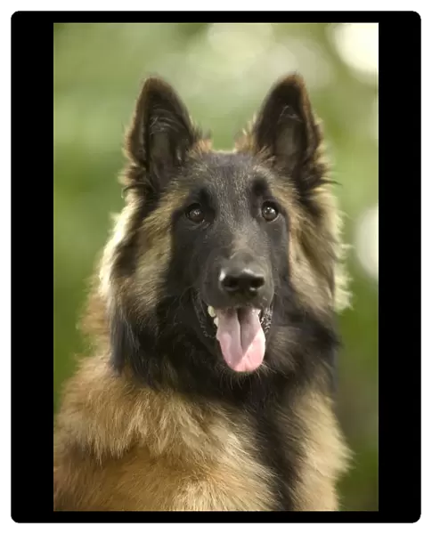 Dog - Tervueren  /  Belgian Shepherd Dog  /  Belgian Tervueren. Also known as Chien de Berger Belge
