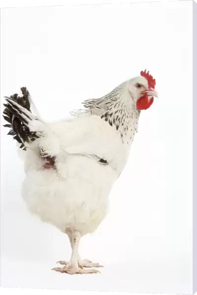 Chicken - Sussex Fowl