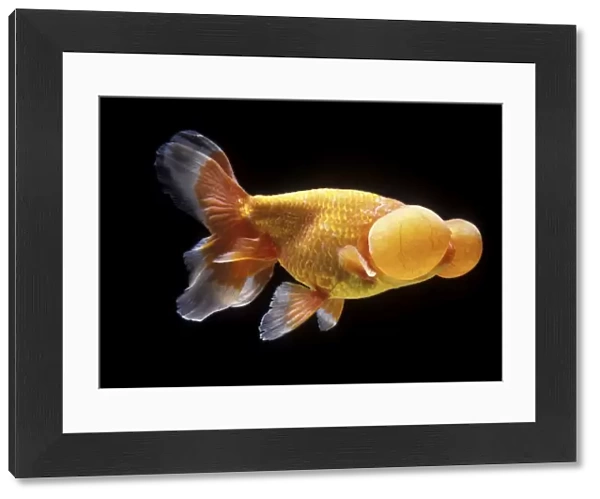 Aquarium Fish - Bubble Eye Goldfish