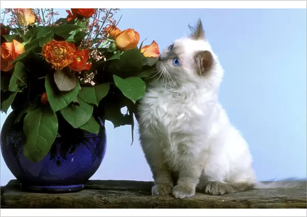 Cat - Ragdoll Kitten smelling flowers