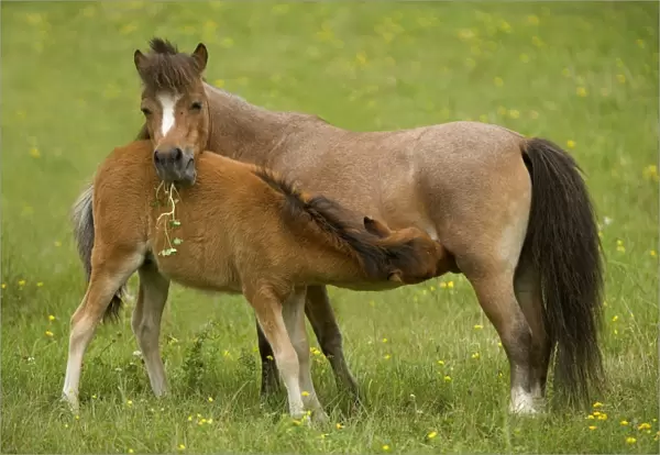 Miniature American Horses - female with foal suckling