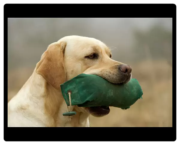 Labrador - with dummy in mouth