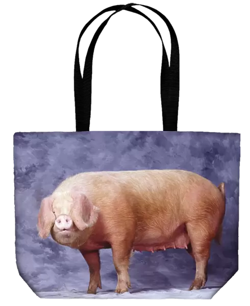 'Gascon' Pig