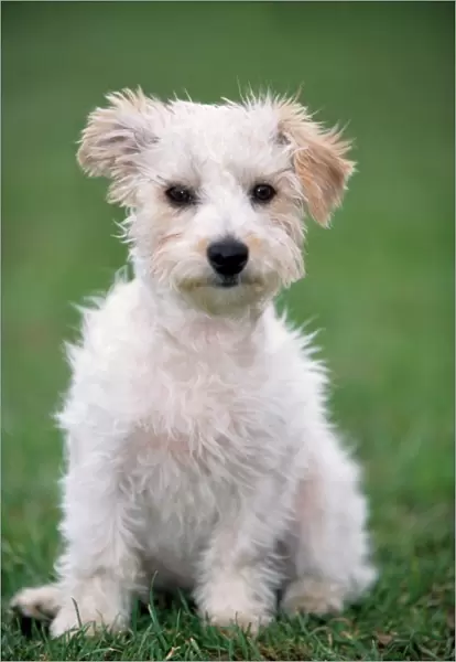 Dog - Mongrel of Jack Russell Terrier puppy