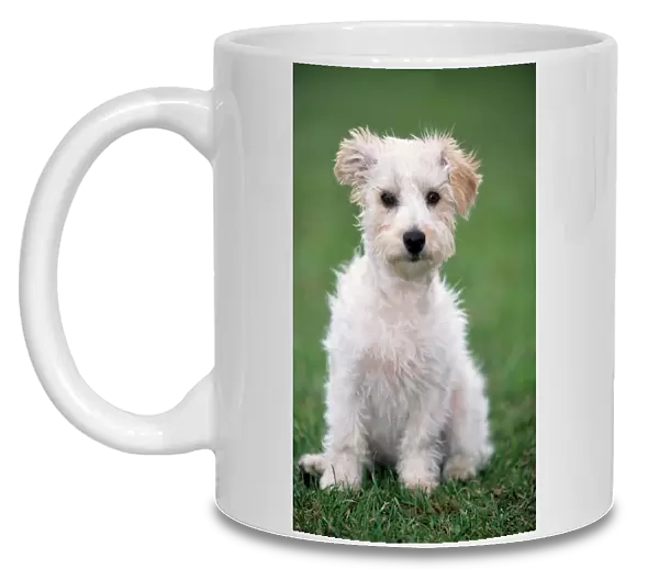 Dog - Mongrel of Jack Russell Terrier puppy