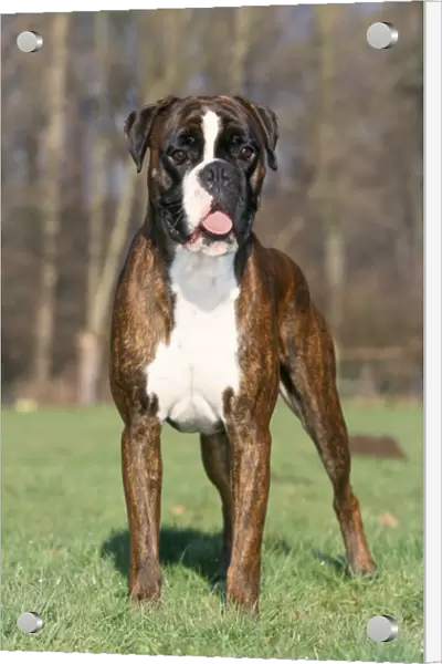 Boxer Dog. ME-138. Boxer Dog. Johan De Meester