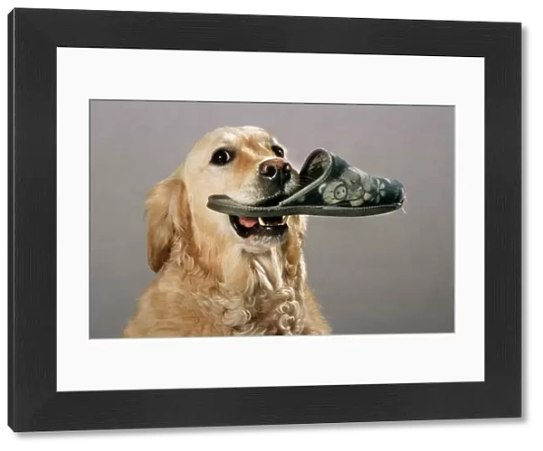 Golden Retriever - aid dog carrying a slipper in mouth