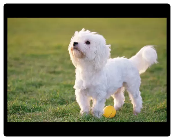 Maltese Terrier Dog - side view with ball