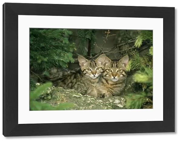 Wild Cat - kittens
