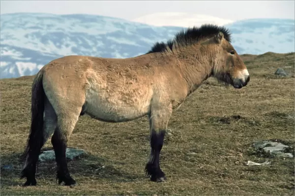 Mongolian Wild  /  Przewalski's Horse in winter coat. Mongolia