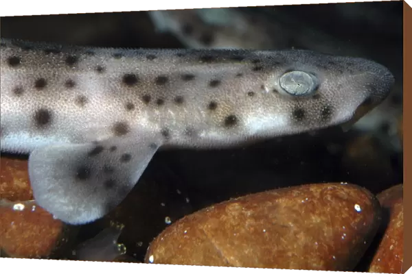 Spotted Dogfish newly hatched juvenile, marine N Atlantic & Mediterranean