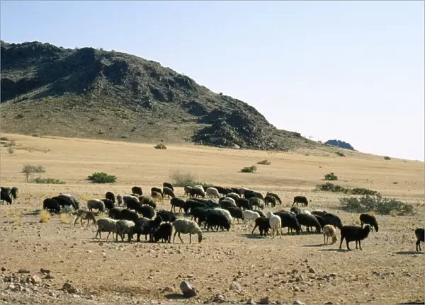Karakul Sheep - Origin of breed is Russian. Unborn  /  newborn lamb is used to produce Astrakhan for fleece. Namibia, Africa