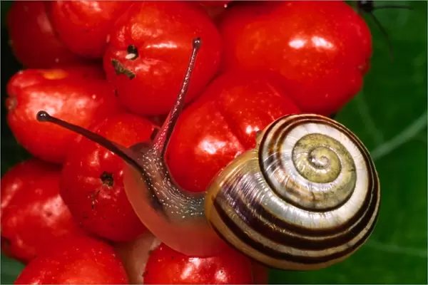 Humbug snail On red berries of Lords and Ladies plant Clear tentacles and eyes Reading garden, UK