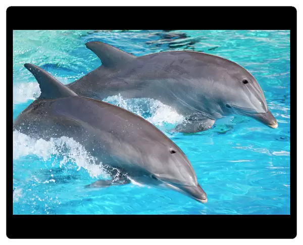 Bottlenose Dolphins - Tail dancing