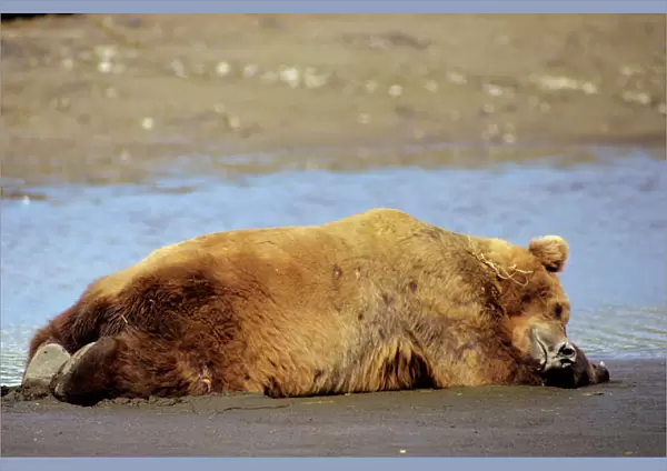 Grizzly Bear - Boar sleeping on Katmai National Park coastal beach, Alaska. Ma1418