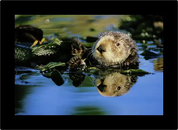 Sea Otter - resting in kelp bed California, USA
