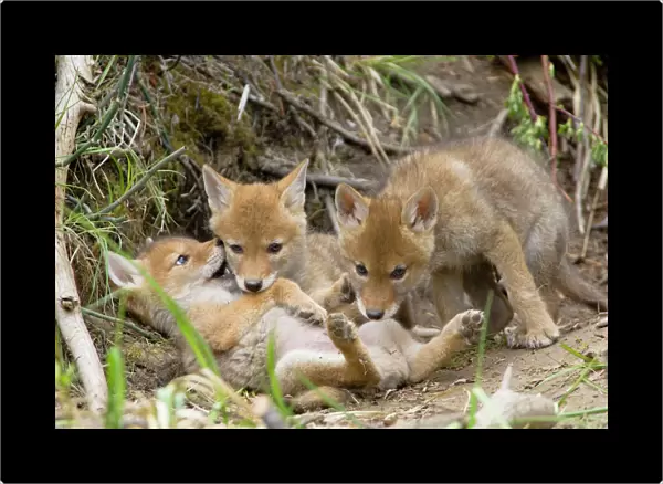 Coyote - Young wild pups playing near their den in a streamside bank. Bridger-Teton National Forest, Grand Teton National Park, Wyoming, USA. TPL8327A