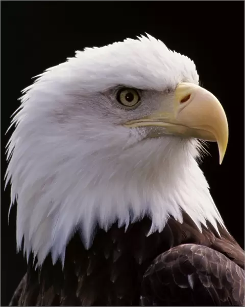 Bald Eagle - Close-up of head BE2122
