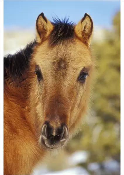 Wild Horse - A six or seven month old colt Winter Western USA WH453