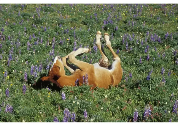 Wild Horse - Colt rolls among wildflowers in meadow Summer Western USA WH443