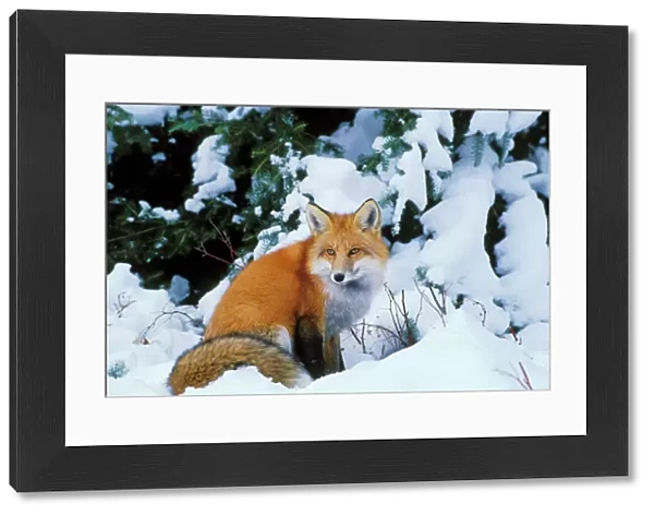 Red fox - sitting in snow. Winter. Prince Albert National Park, Canada