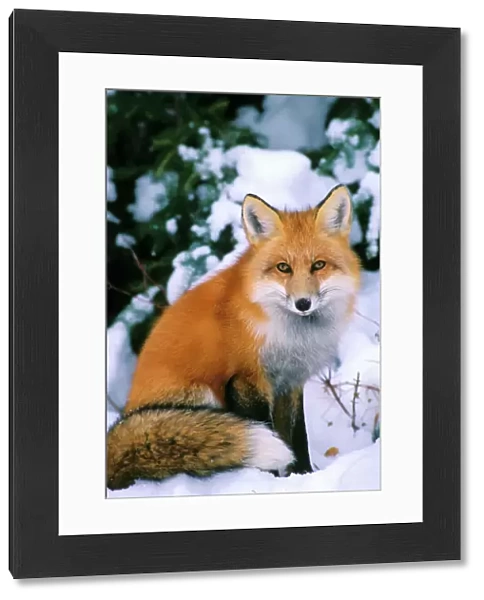 Red Fox in snow Prince Albert National Park, Canada Mf87