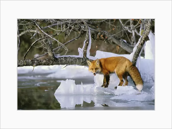 Red Fox - along the edge of frozen lake Prince Albert National Park, Canada MF82