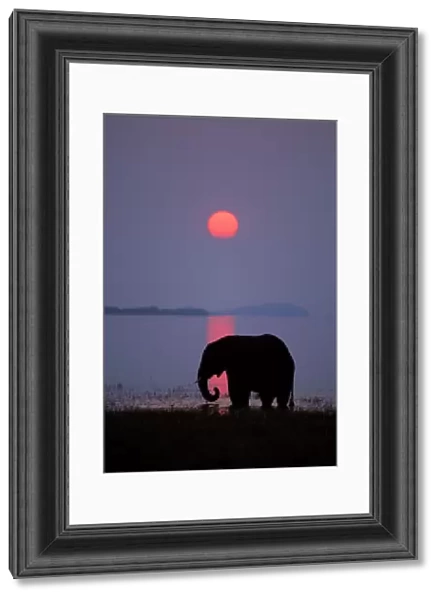 African Elephant. Feeding along shore of Lake. Lake Kariba, Matusadona National Park, Zimbabwe. Sunset. Odd sunset caused by smoke from fires in Zambia, Africa. 3ME408