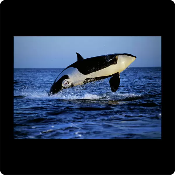 Killer Whale - breaching Pacific Northwest ml96p