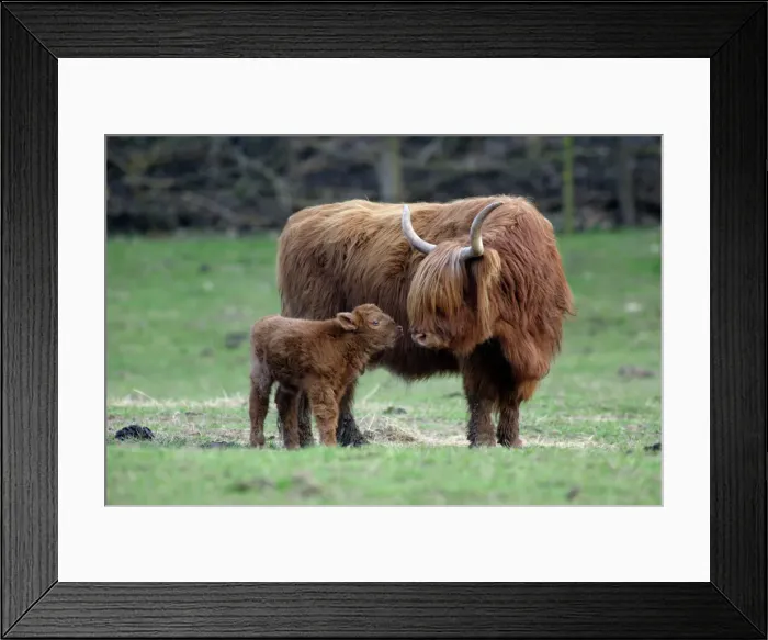 Framed Print : Highland Cow with Calf Print Framed Print : Highland Cow with Calf Print