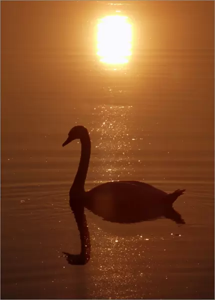 Mute Swan - With reflection of sun and itself in water Lower Saxony, Germany