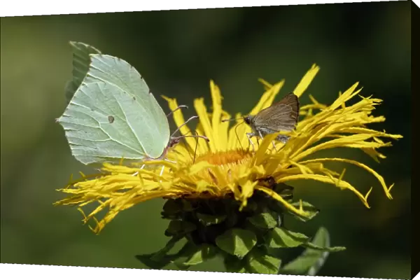 Cleopatra (left) and Large Skipper Butterfly (Ochlodes venata) - feeding on nectar of garden flower, Lower Saxony, Germany