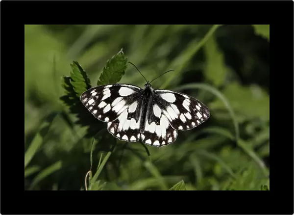 Marbled White Butterfly- with wings wide open, Hessen, Germany