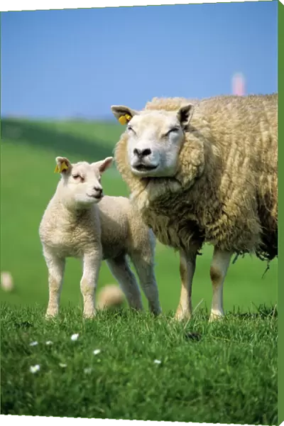 Texel Sheep - ewe with lamb on meadow Isle of Texel, Holland
