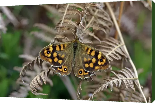 Butterfly Speckled Wood - resting on bracken, Extremadura, Spain