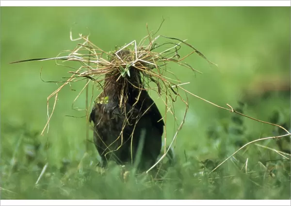 Blackbird - female gathering nest material