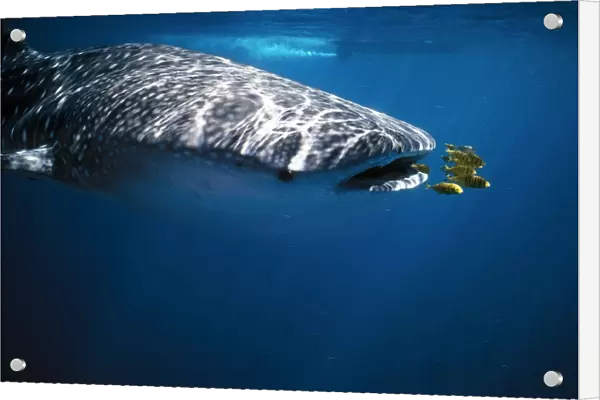 Whale Shark With pilot fish (Naucrates ductor), Australia