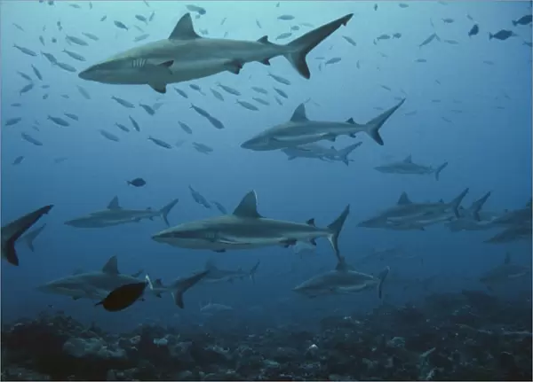 Grey Reef sharks Midwater in school of fish French Polyinesia
